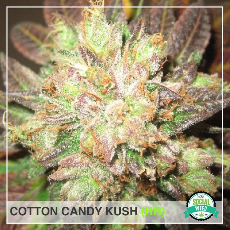 Cotton Candy Kush Strain The Social Weed