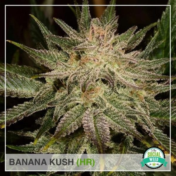 Banana Kush - The Social Weed