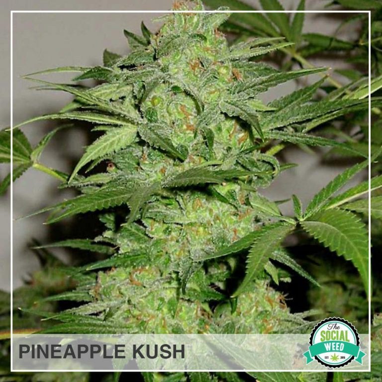 Pineapple Kush The Social Weed