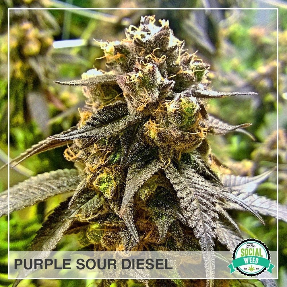 purple sour diesel