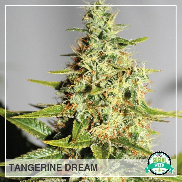 Tangerine Dream The Social Weed