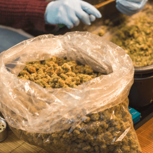 The Giant Cannabis Problem No One Saw Coming image