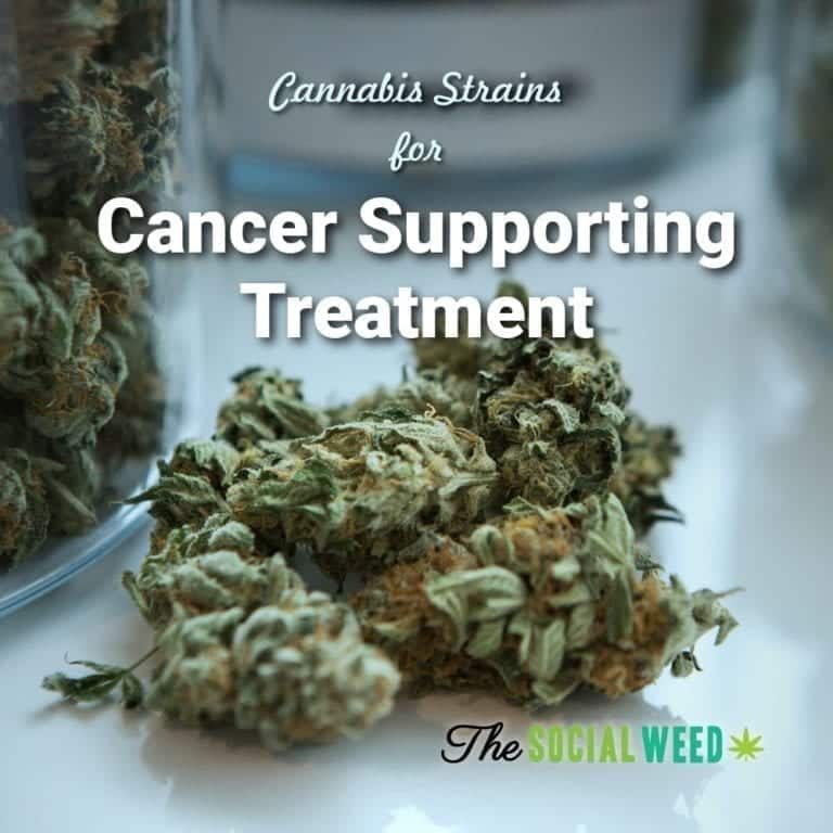 Which Cannabis Strains Are Best For Cancer Supporting Treatment? - The ...